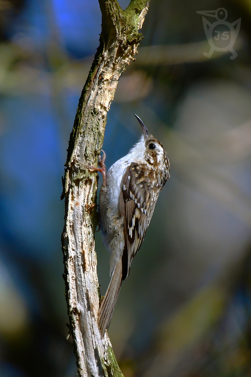 ŠOUPÁLEK DLOUHOPRSTÝ 4 (Certhia familiaris)