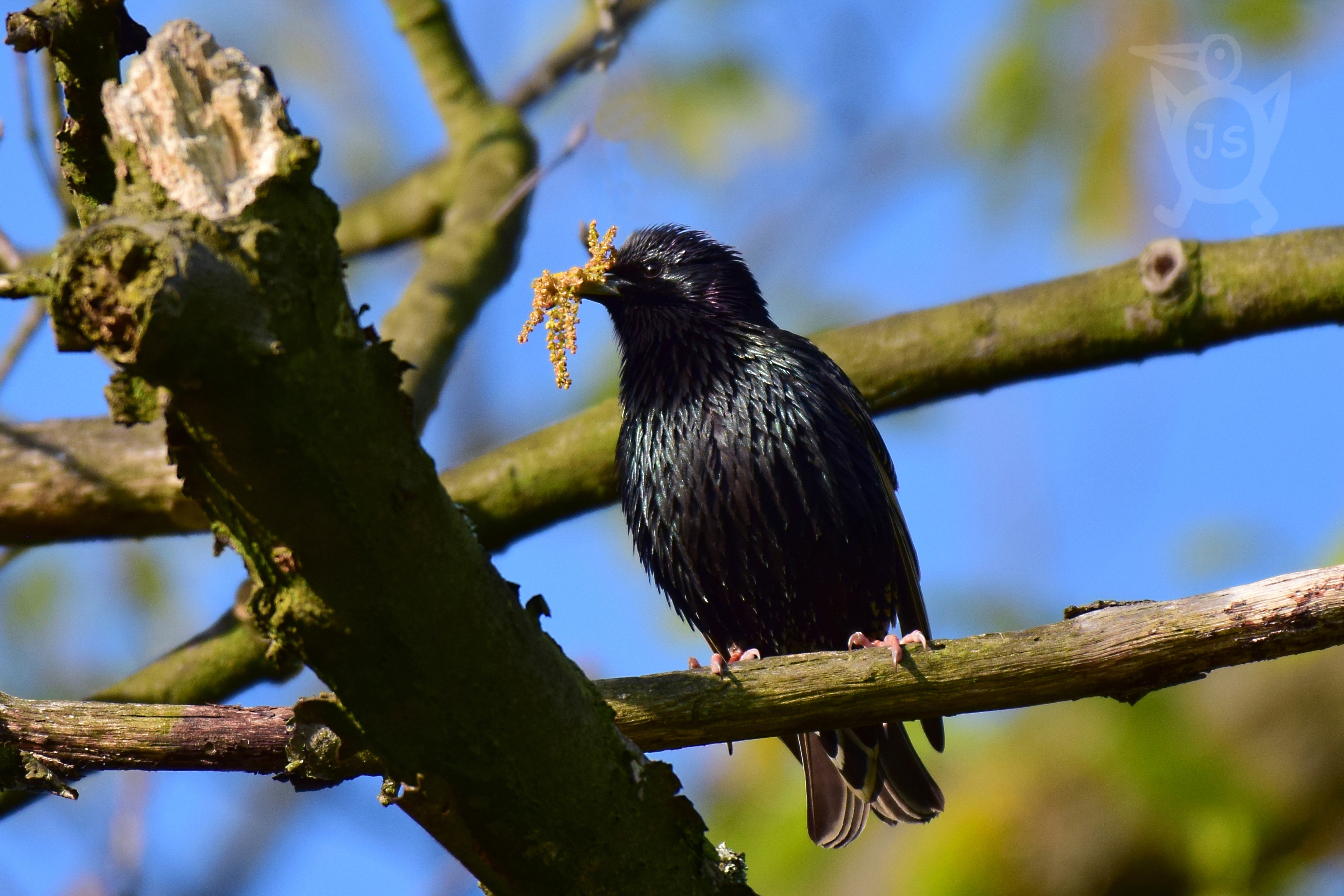 ŠPAČEK OBECNÝ 2 (Sturnus vulgaris)