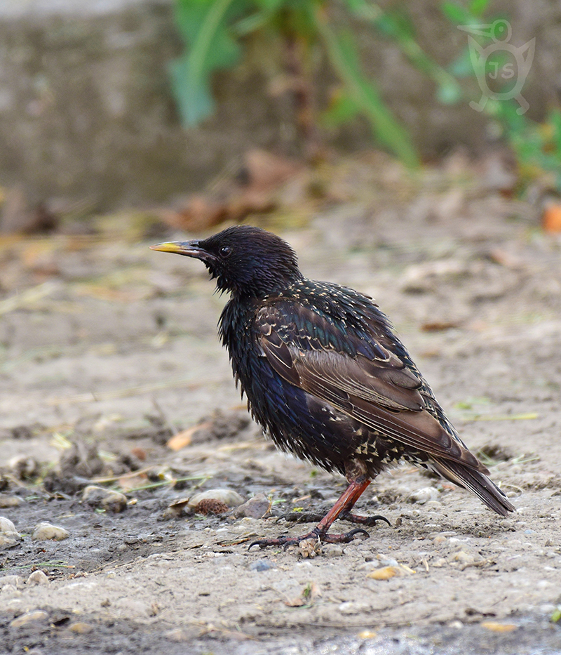 ŠPAČEK OBECNÝ 3 (Sturnus vulgaris)