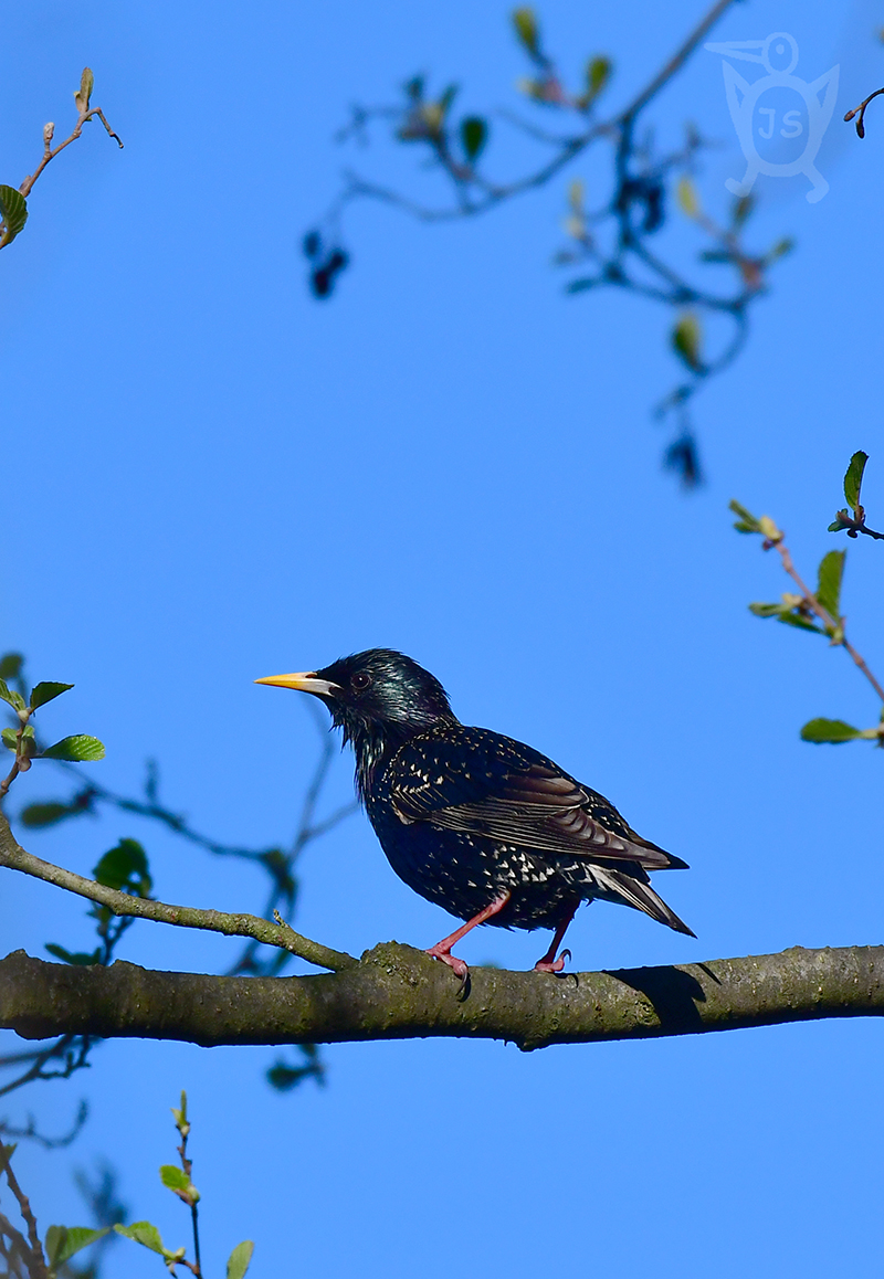 ŠPAČEK OBECNÝ 4 (Sturnus vulgaris)