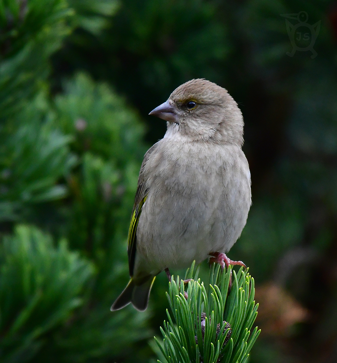 ZVONEK ZELENÝ 3 (Carduelis chloris)