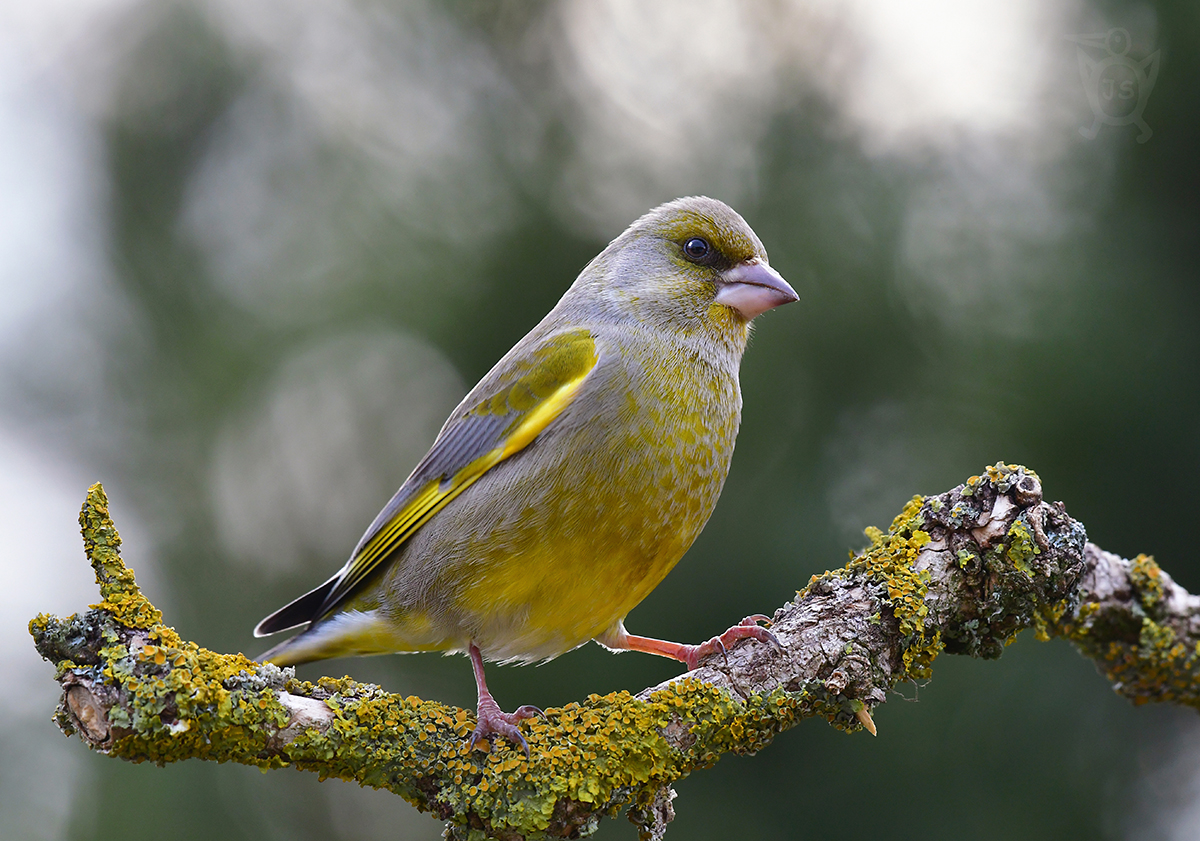 ZVONEK ZELENÝ 5 (Carduelis chloris)