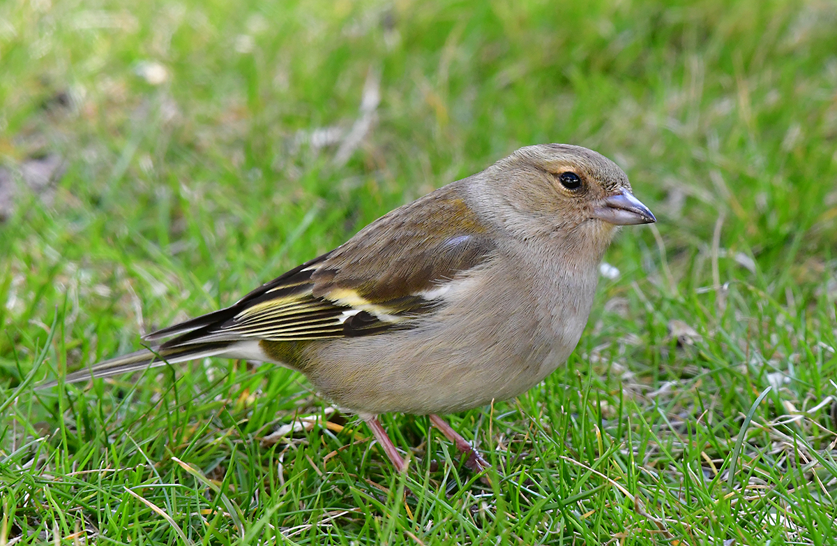 PĚNKAVA OBECNÁ 5 (Fringilla coelebs)