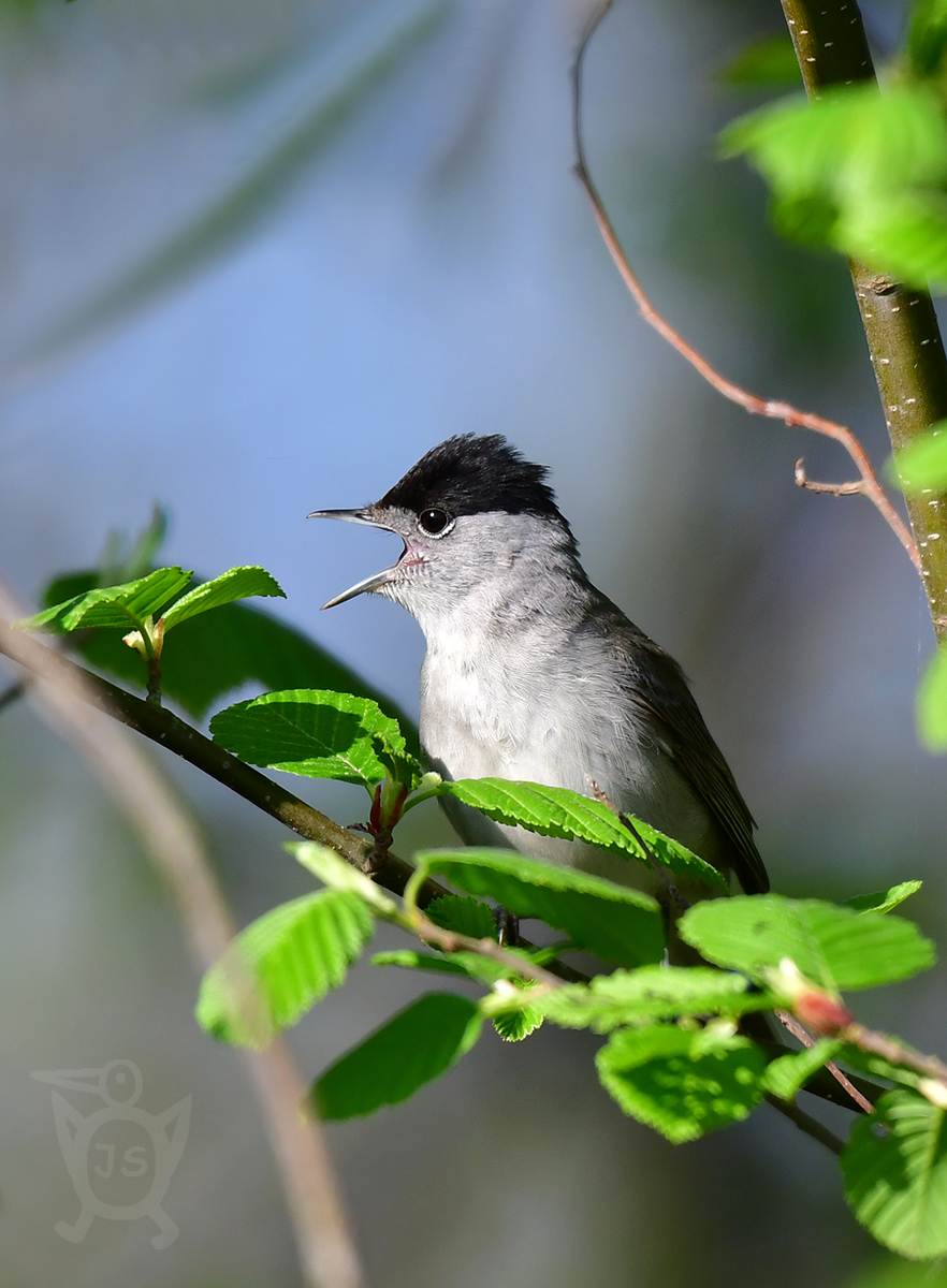 PĚNICE ČERNOHLAVÁ 4 (Sylvia atricapilla)