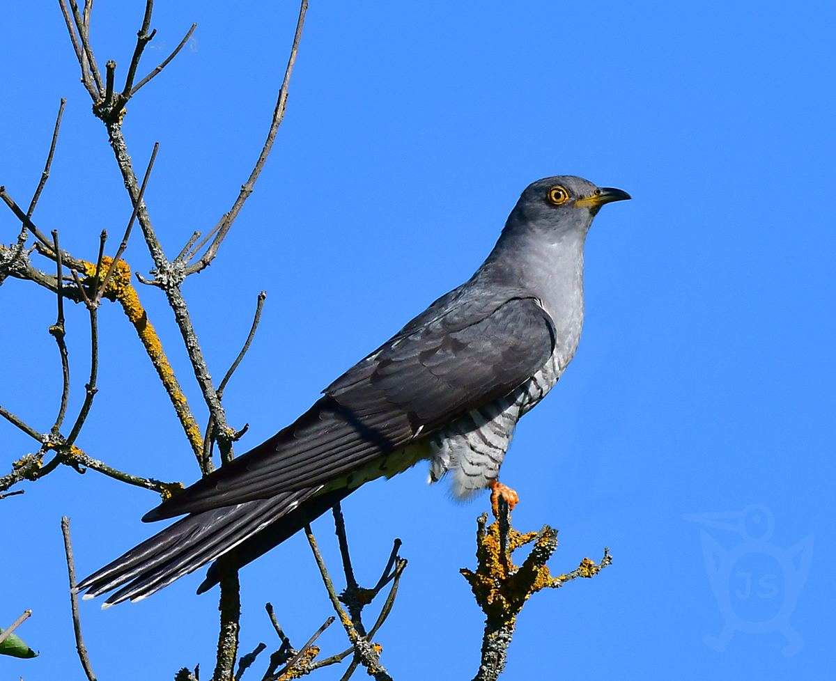 KUKAČKA OBECNÁ 5 (Cuculus canorus)