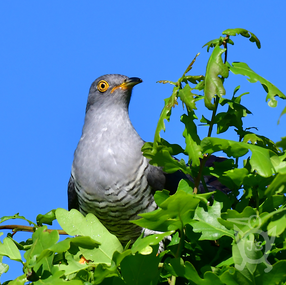 KUKAČKA OBECNÁ 7 (Cuculus canorus)