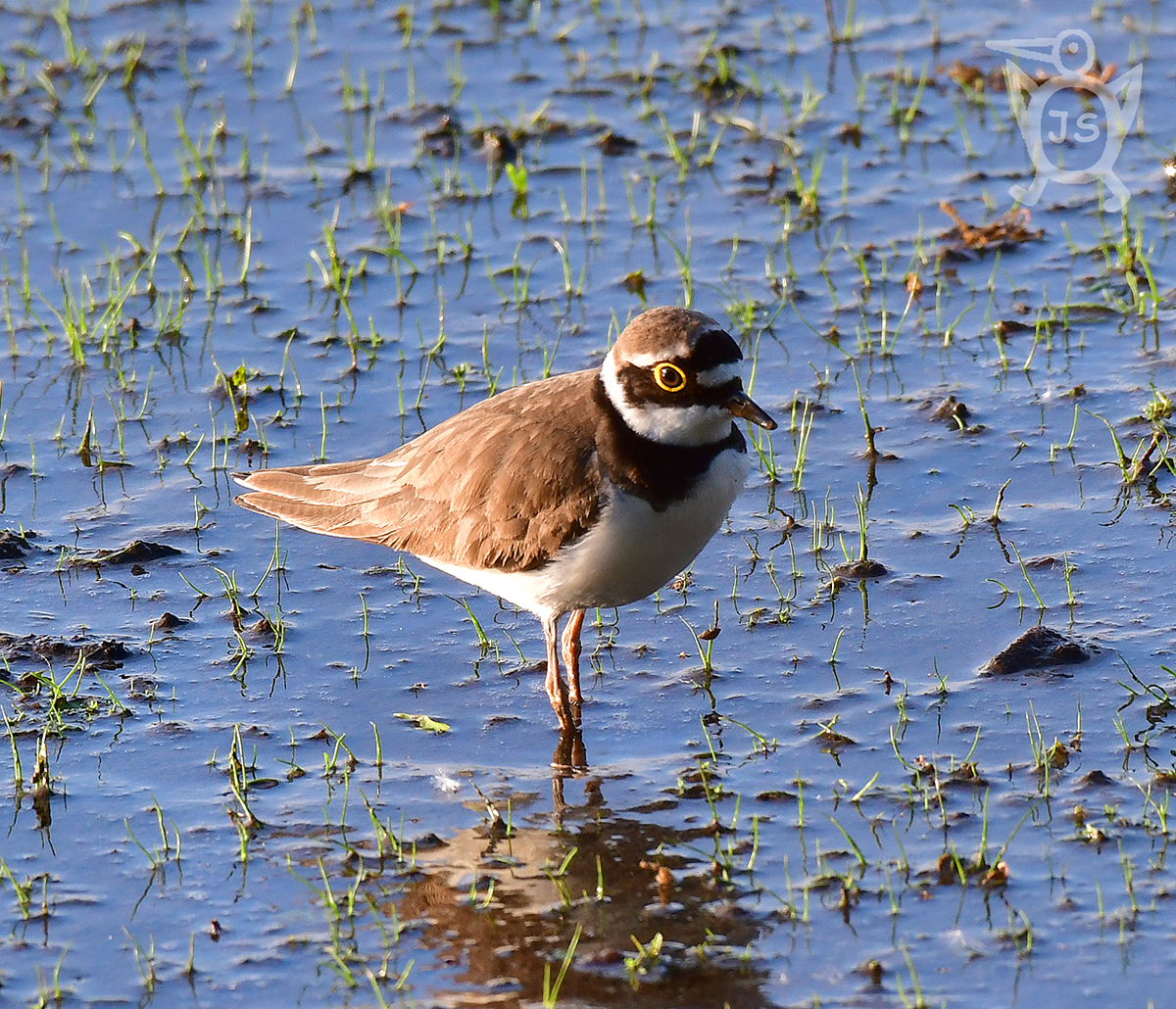 KULÍK ŘÍČNÍ 1 (Charadrius dubius)