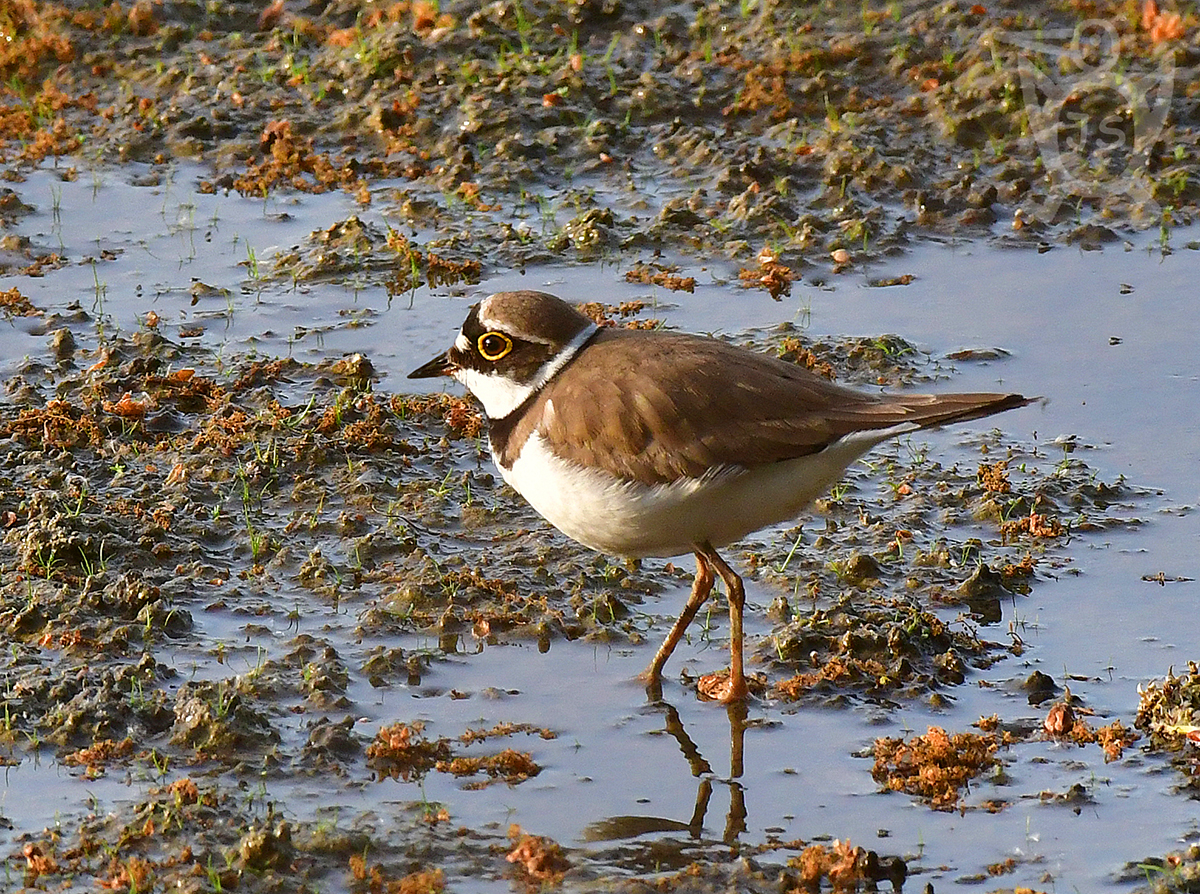 KULÍK ŘÍČNÍ 2 (Charadrius dubius)