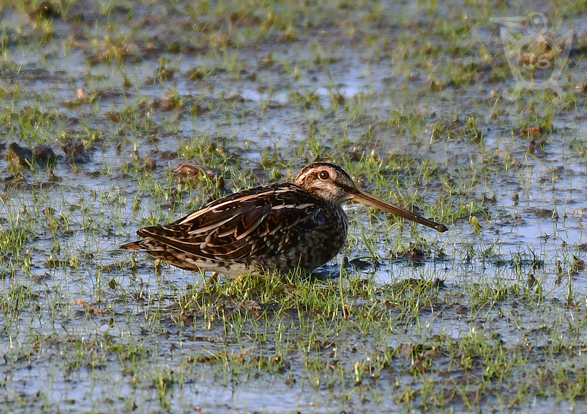 BEKASINA OTAVNÍ 1 (Gallinago gallinago)