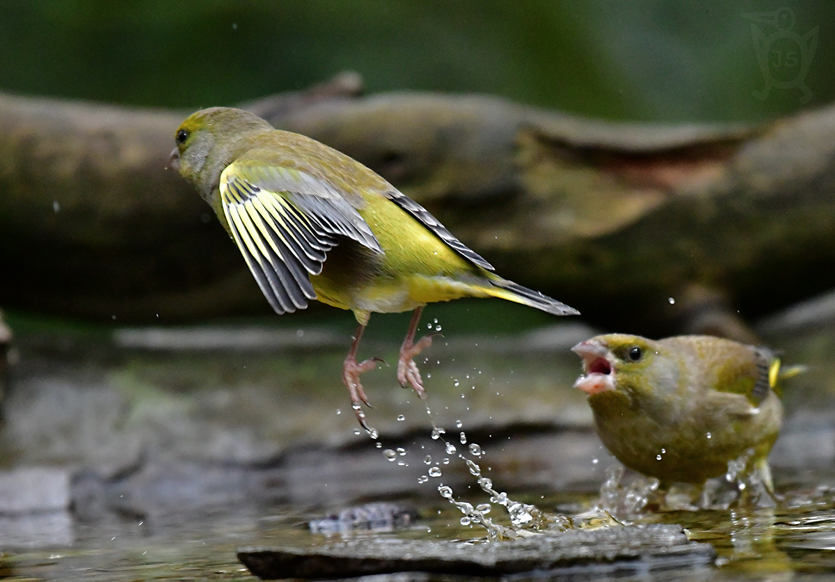 ZVONEK ZELENÝ 6 (Carduelis chloris)