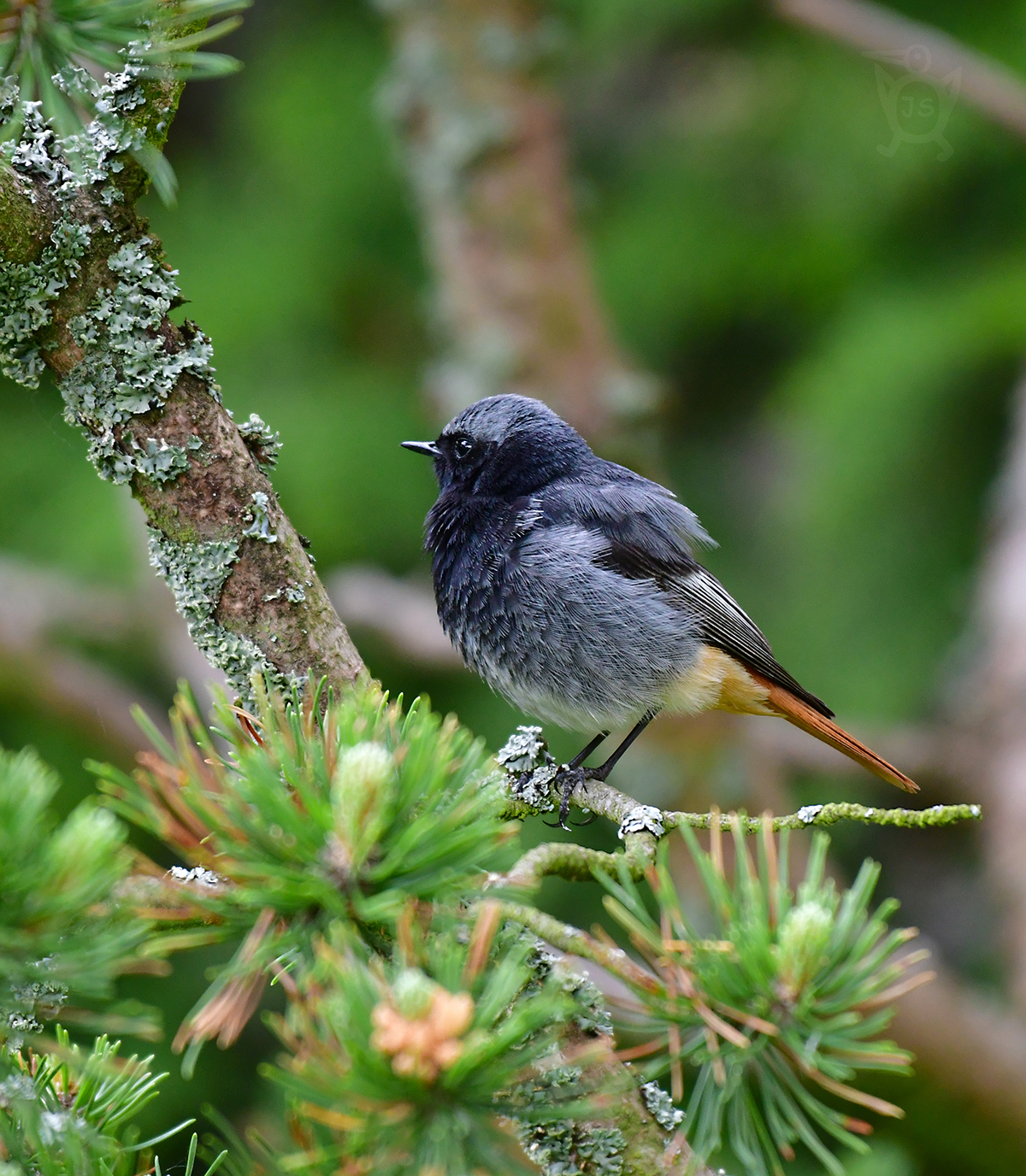 REHEK DOMÁCÍ 5 (Phoenicurus ochruros)