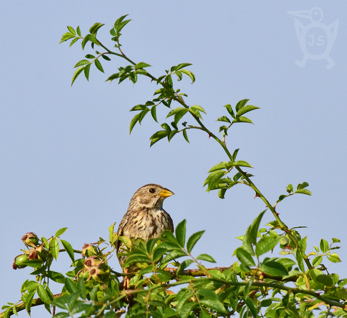 STRNAD LUČNÍ 2 (Emberiza calandra)