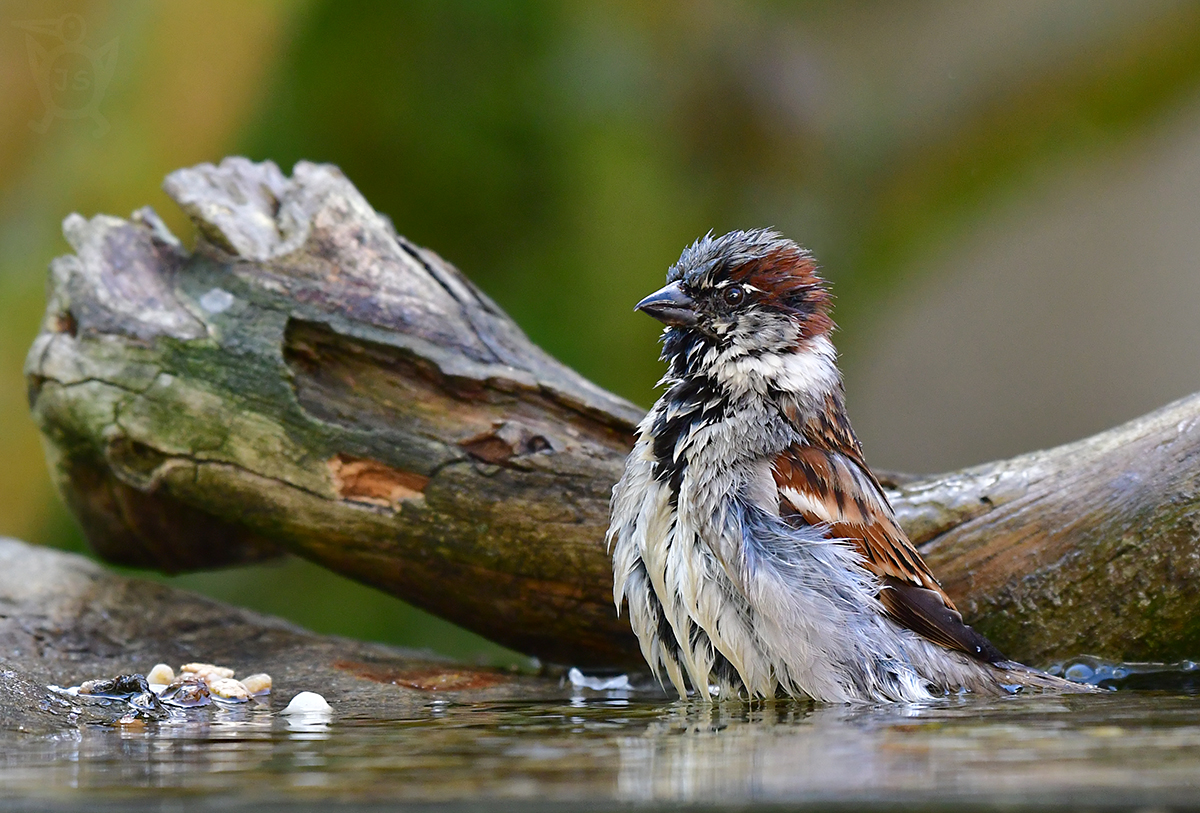 VRABEC DOMÁCÍ 4 (Passer domesticus)