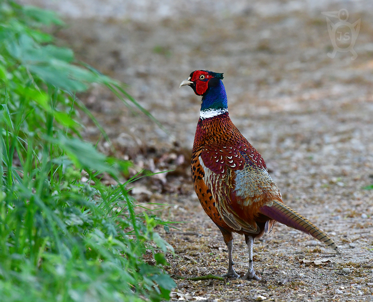 BAŽANT OBECNÝ 3 (Phasianus colchicus)