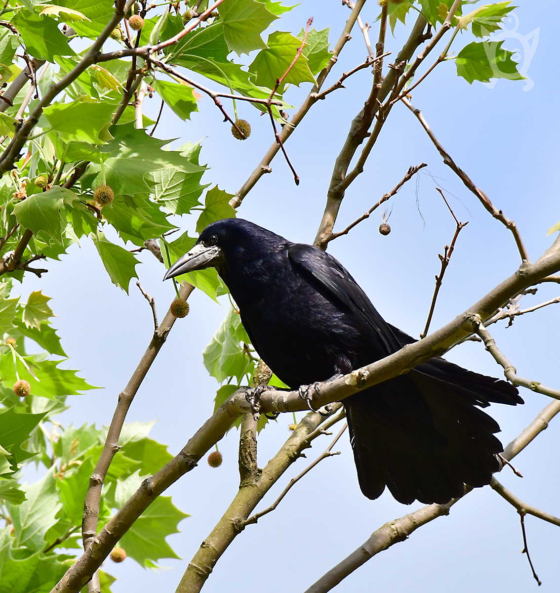 HAVRAN POLNÍ 3 (Corvus frugilegus)