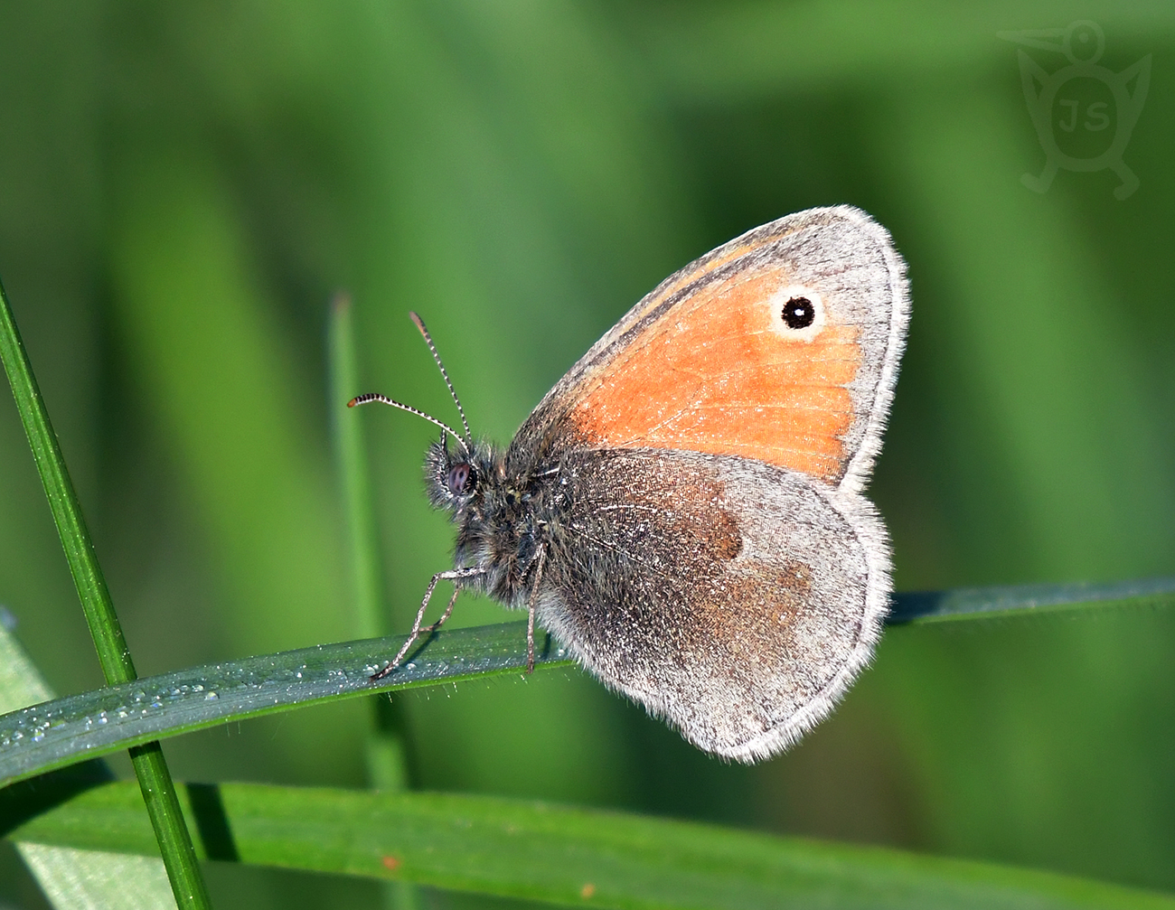 OKÁČ POHÁŇKOVÝ 1 (Coenonympha pamphilus)