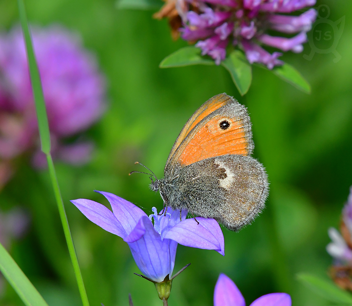 OKÁČ POHÁŇKOVÝ 2 (Coenonympha pamphilus)