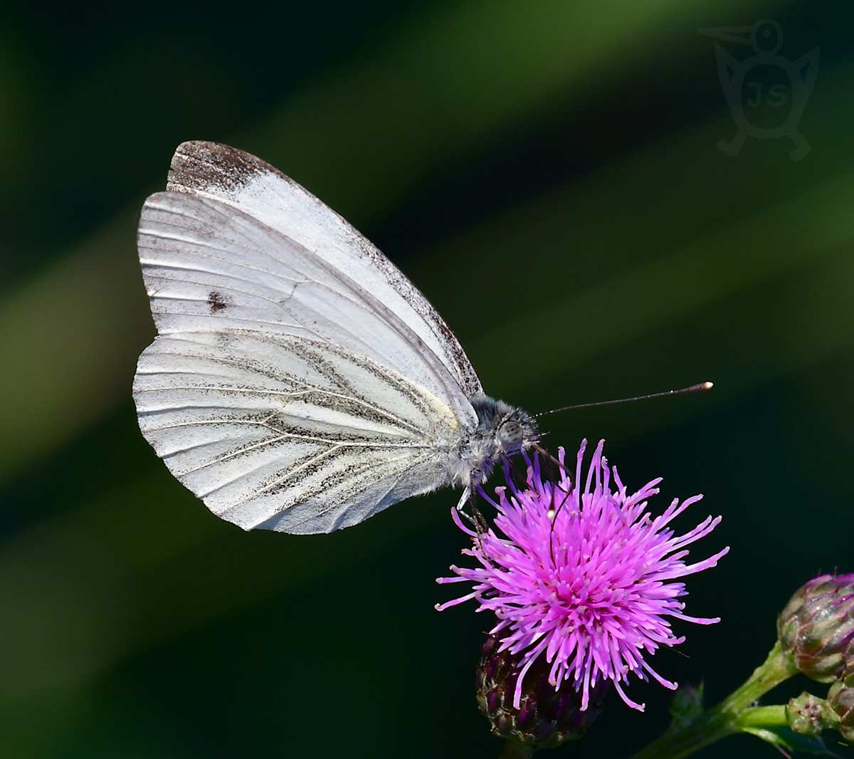 BĚLÁSEK ŘEPKOVÝ 2 (Pieris napi)