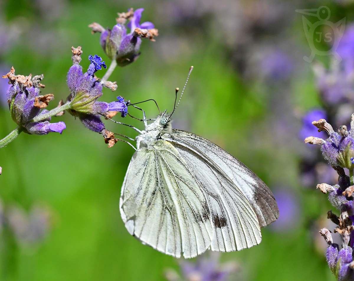 BĚLÁSEK ŘEPKOVÝ 3 (Pieris napi)