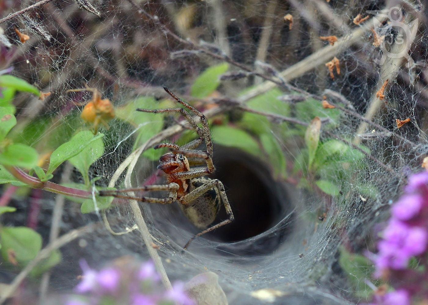 POKOUTNÍK NÁLEVKOVITÝ 1 (Agelena labyrinthica)