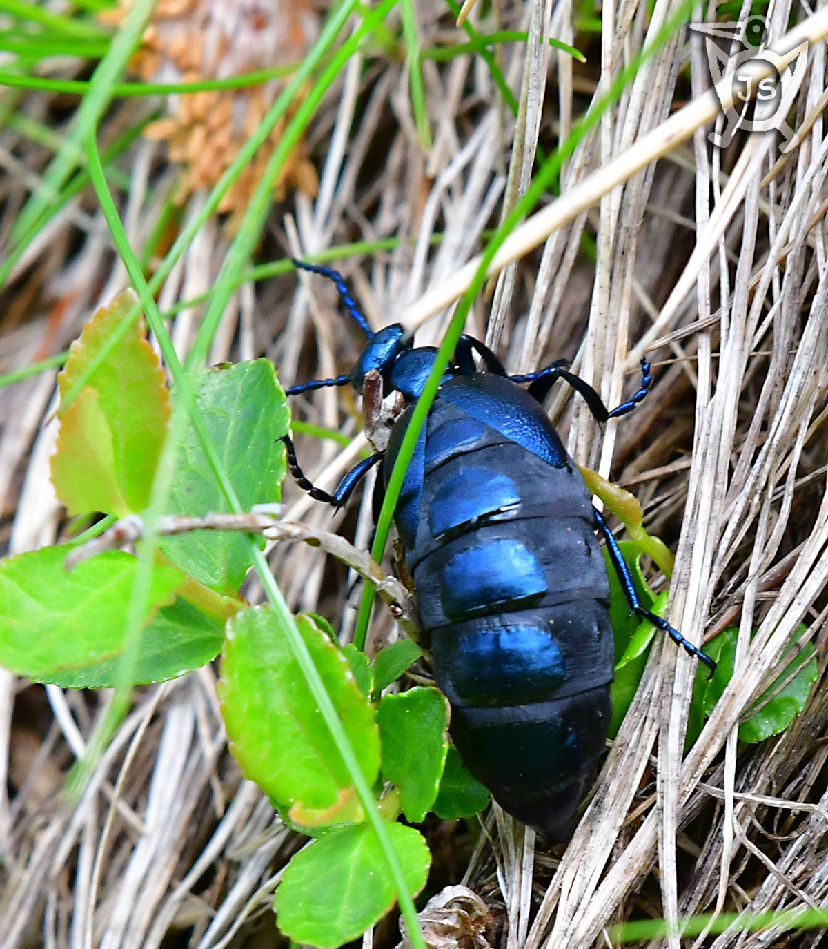 MAJKA FIALOVÁ 1 (Meloe violaceus)