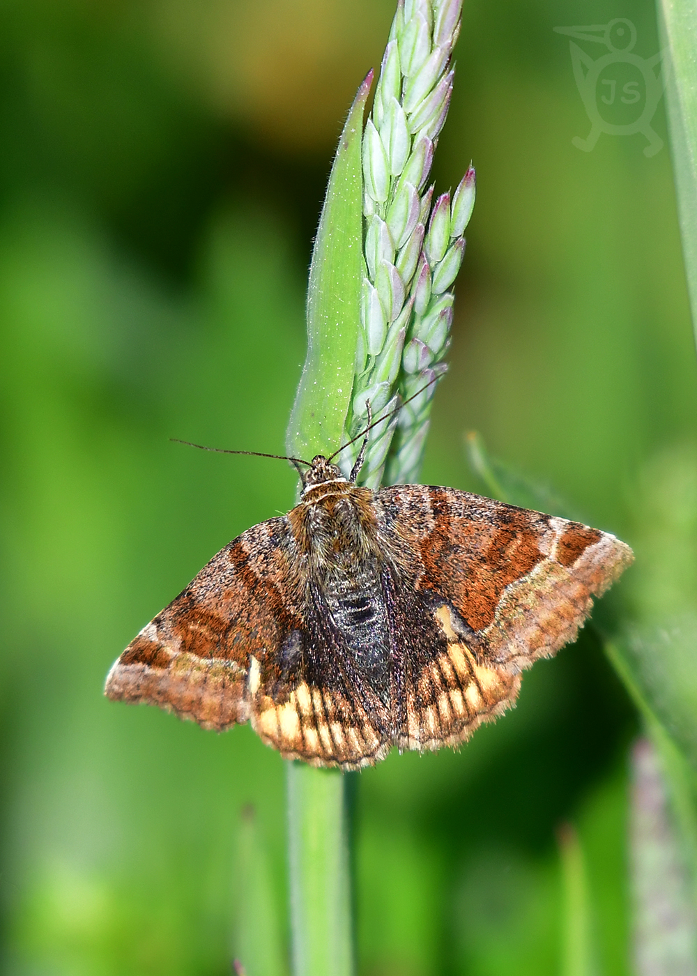 JETELOVKA HNĚDÁ 1 (Euclidia glyphica)