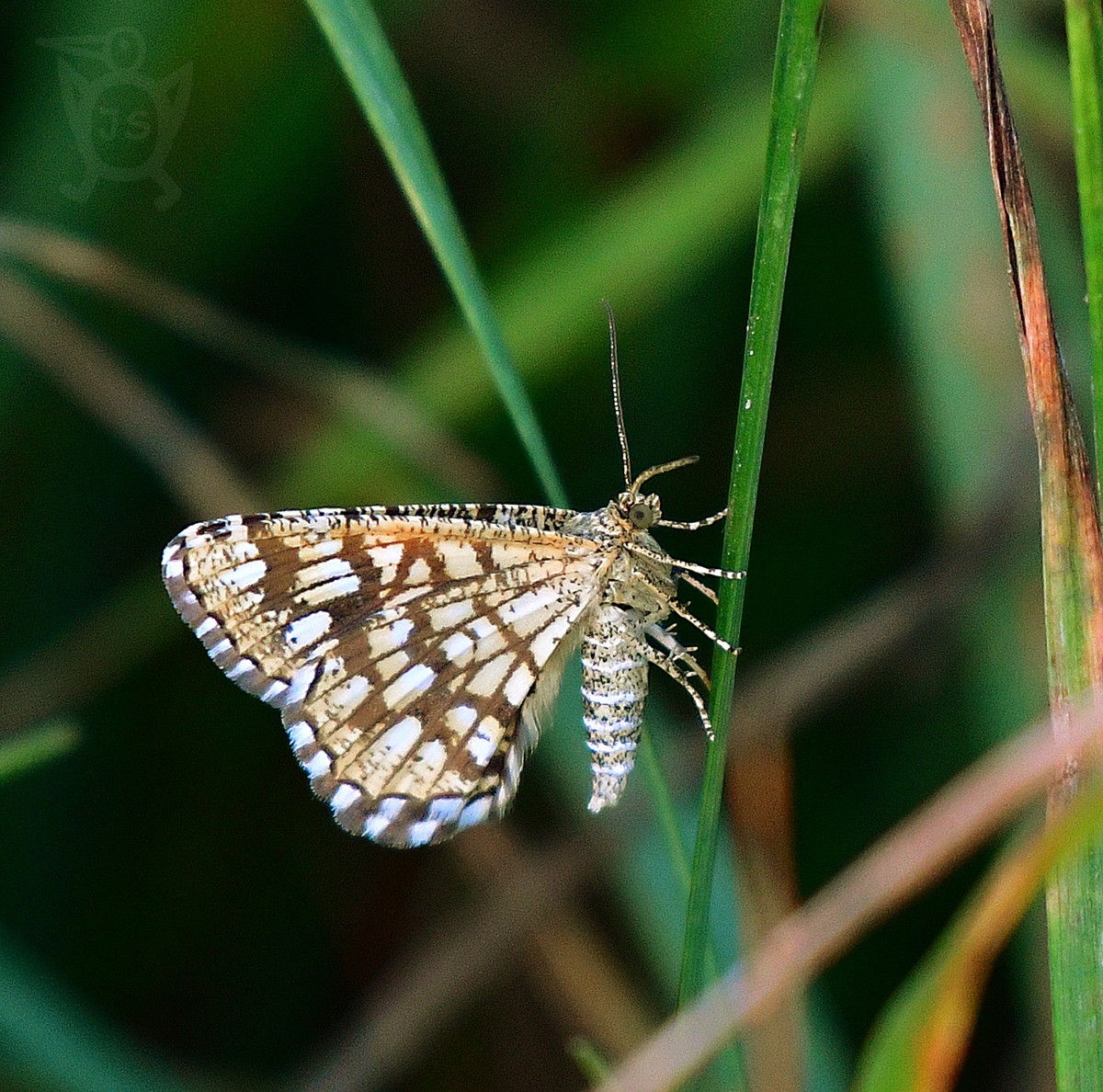 KROPENATEC JETELOVÝ 1 (Chiasmia clathrata)