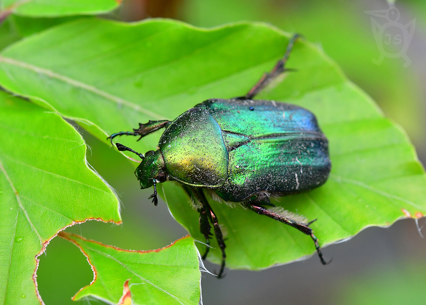 ZLATOHLÁVEK ZLATÝ 1 (Cetonia aurata)