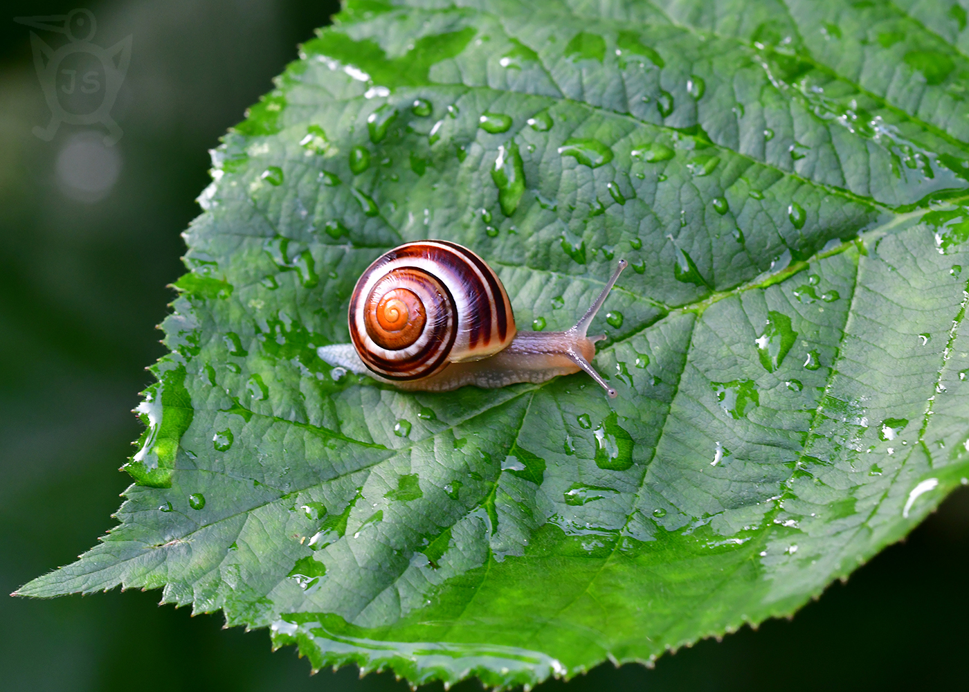 PÁSOVKA KEŘOVÁ 1  (Cepaea hortensis)