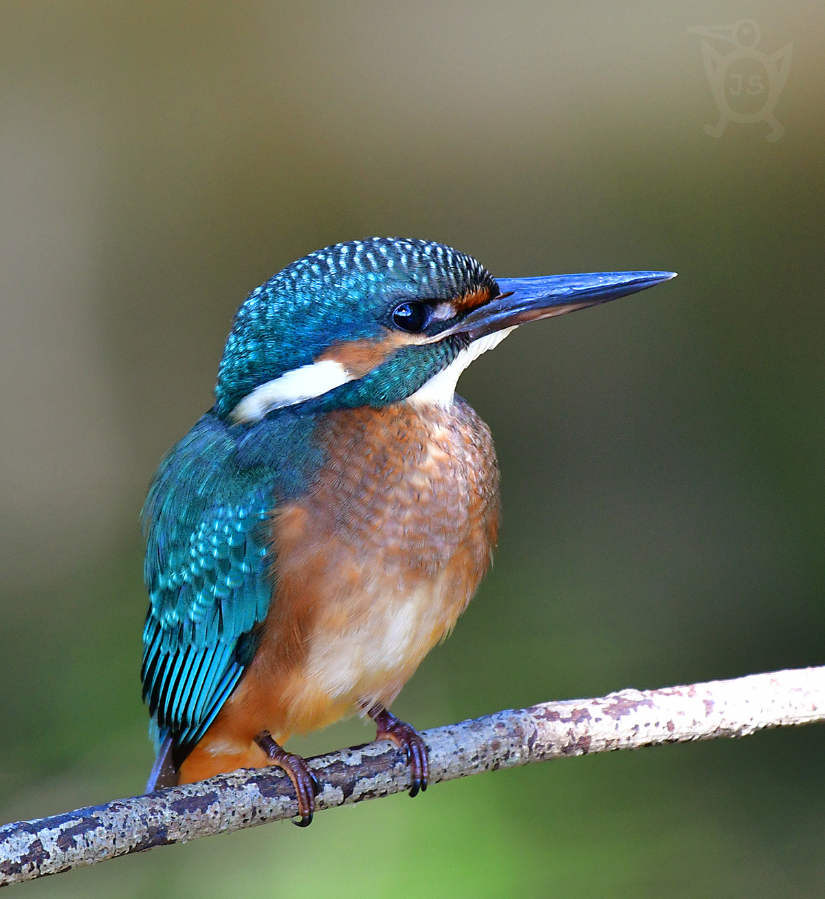 LEDŇÁČEK ŘÍČNÍ 1 (Alcedo atthis)