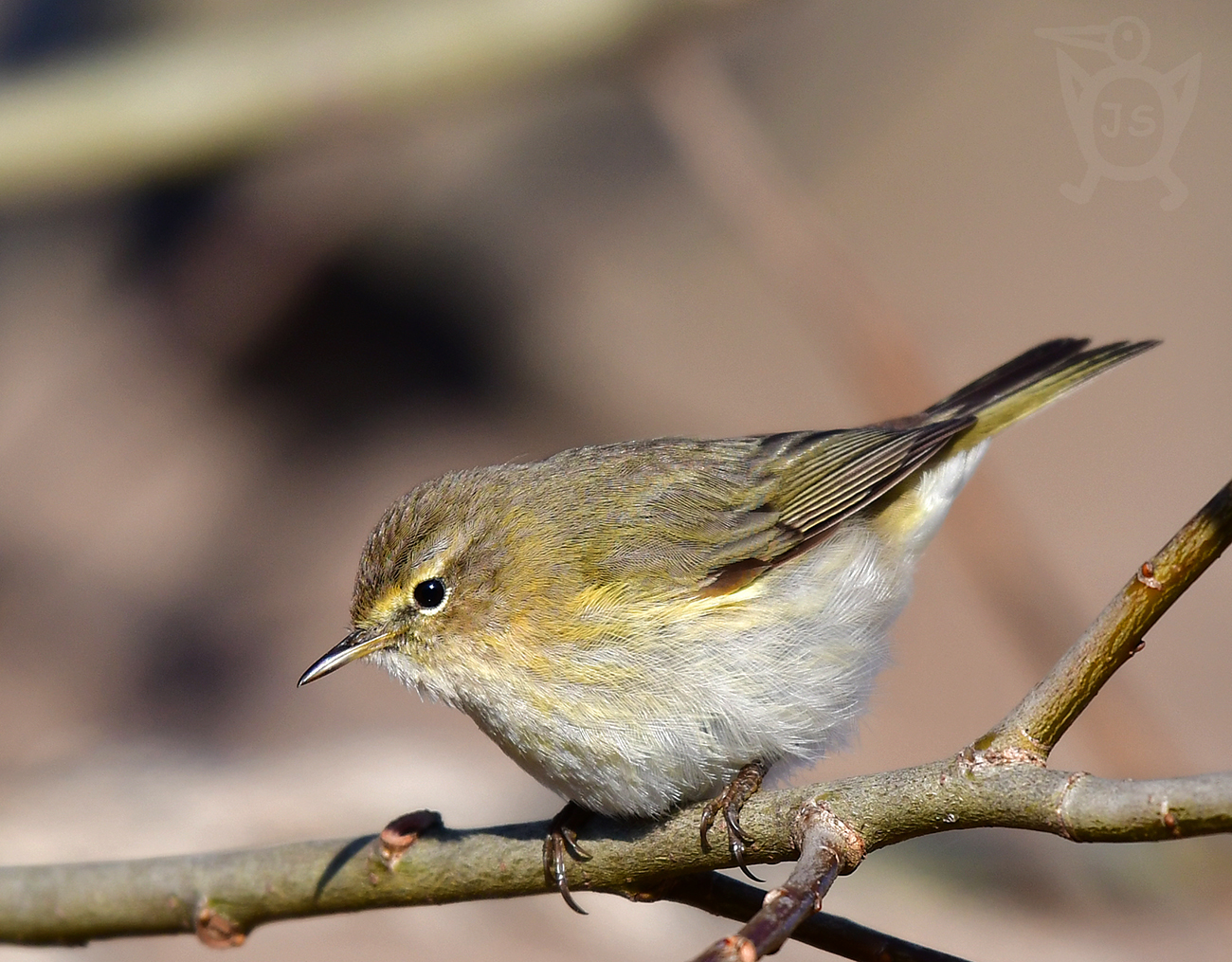 BUDNÍČEK MENŠÍ 1 (Phylloscopus collybita)