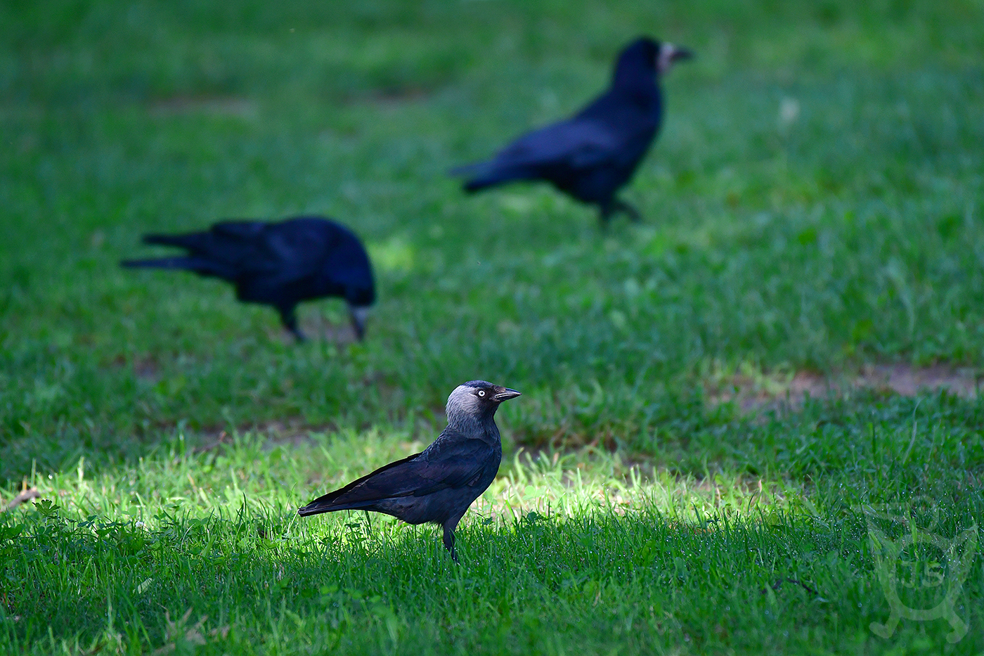 KAVKA OBECNÁ 3 (Corvus monedula)