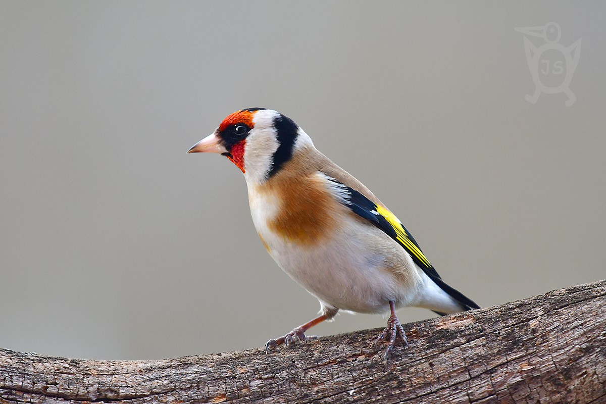 STEHLÍK OBECNÝ 1 (Carduelis carduelis)