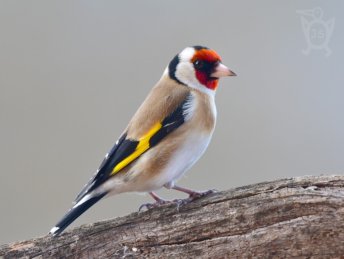 STEHLÍK OBECNÝ 3 (Carduelis carduelis)