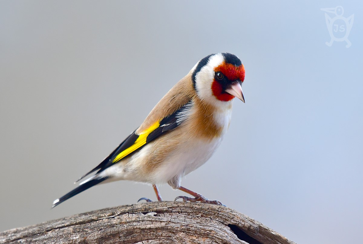 STEHLÍK OBECNÝ 2 (Carduelis carduelis)