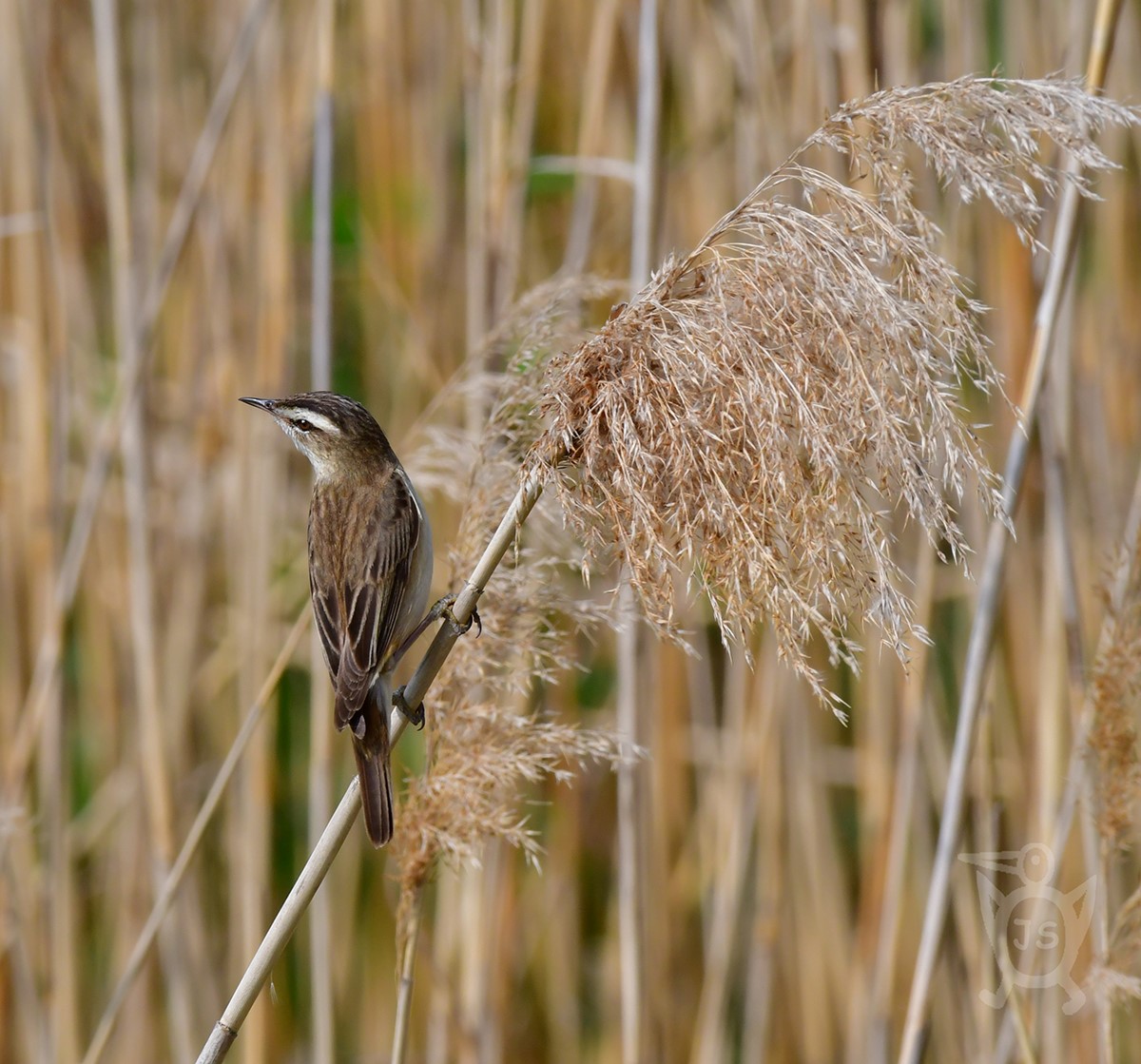 RÁKOSNÍK PROUŽKOVANÝ 1 (Acrocephalus schoenobaenus) 