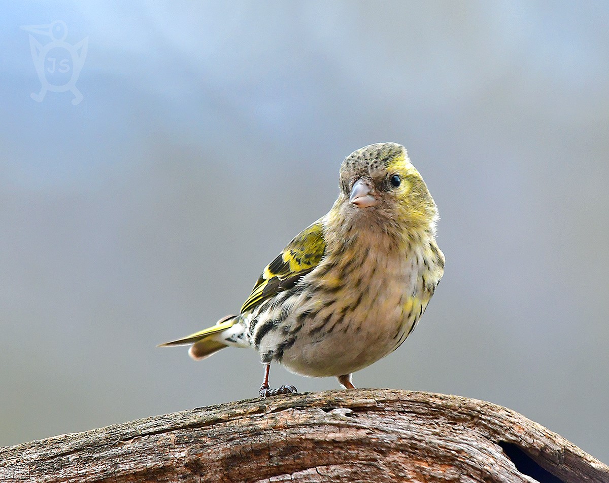 ČÍŽEK LESNÍ 3 (Carduelis spinus)