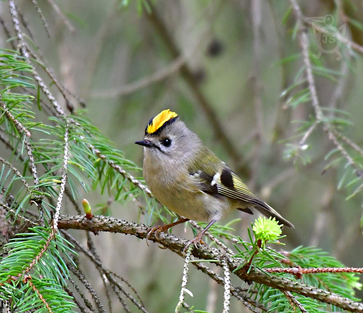 KRÁLÍČEK OBECNÝ 1 (Regulus regulus)