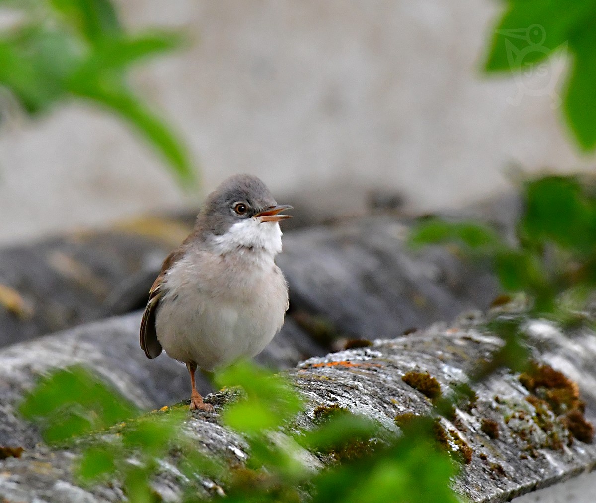 PĚNICE HNĚDOKŘÍDLÁ 3 (Sylvia communis)