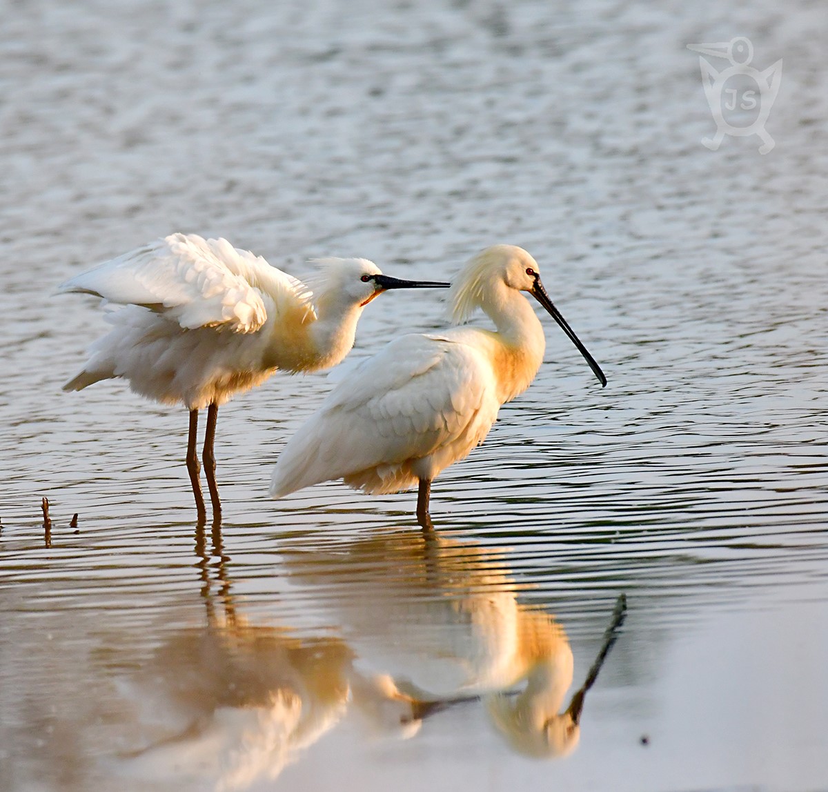 KOLPÍK BÍLÝ 3 (Platalea leucorodia)