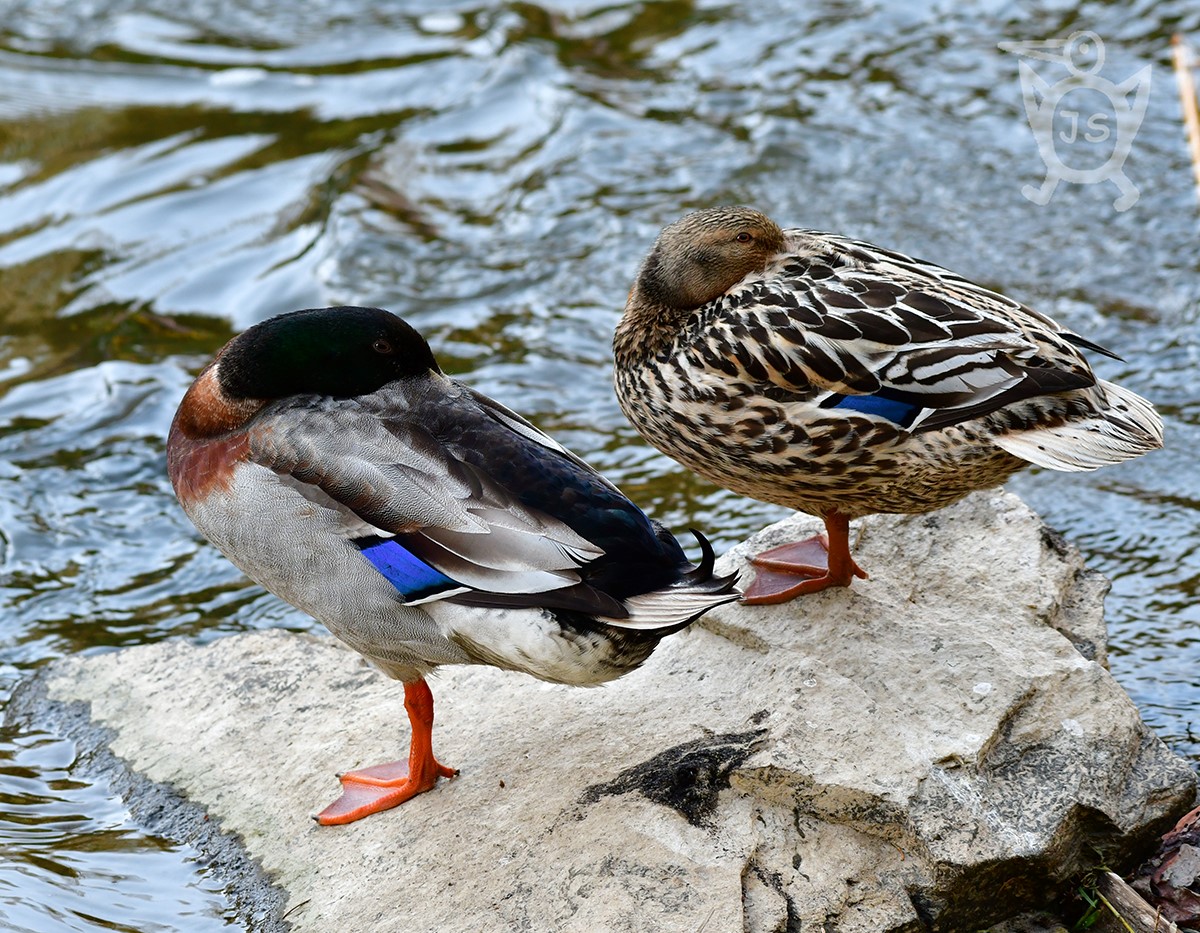 KACHNA DIVOKÁ 3 (Anas platyrhynchos)