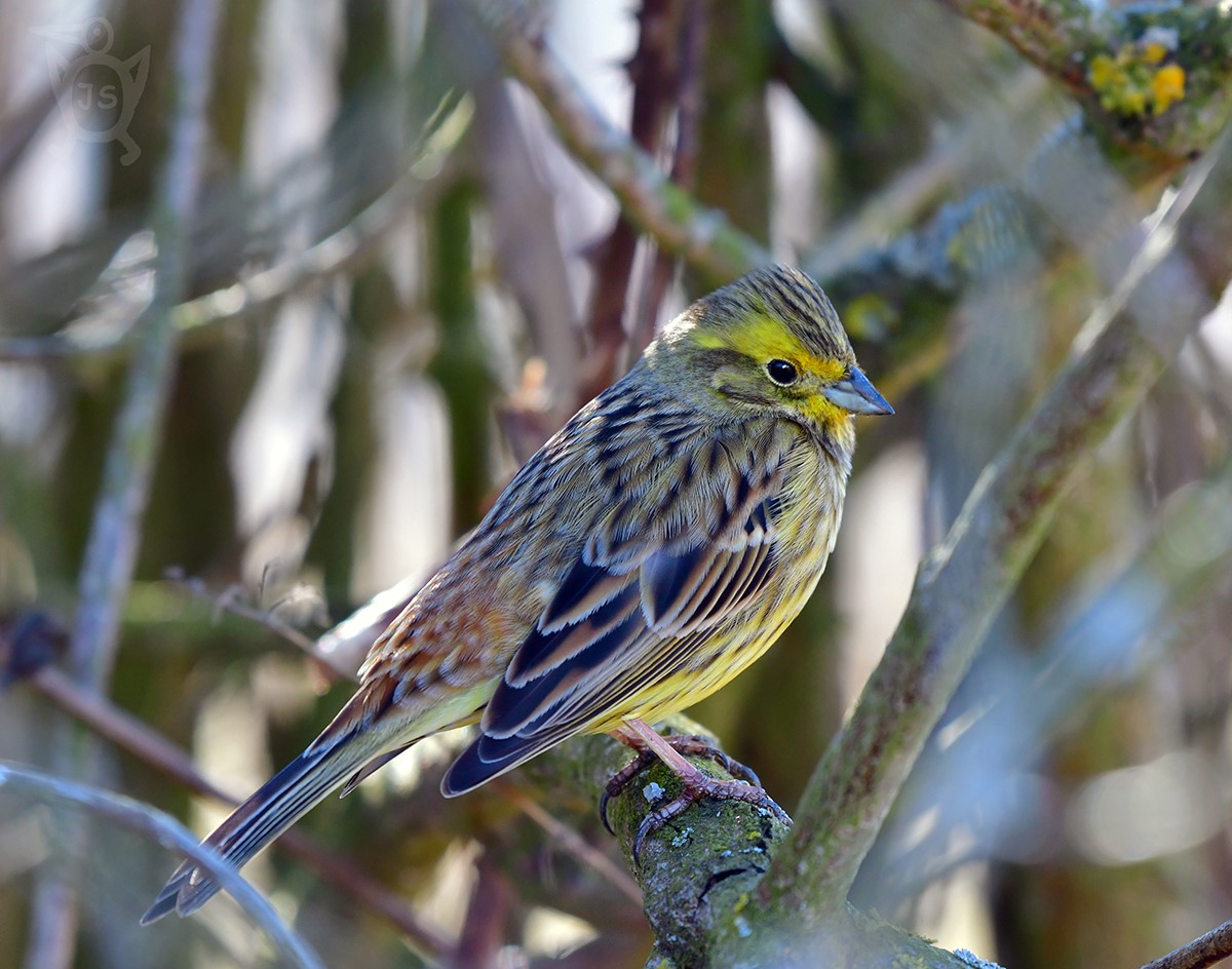 STRNAD OBECNÝ 4  (Emberiza citrinella)