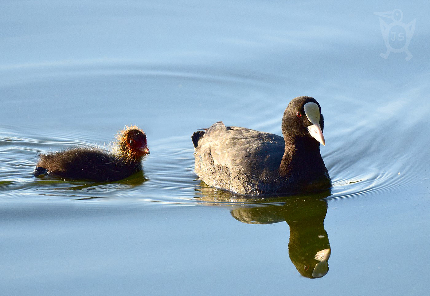 LYSKA ČERNÁ 1 (Fulica atra)