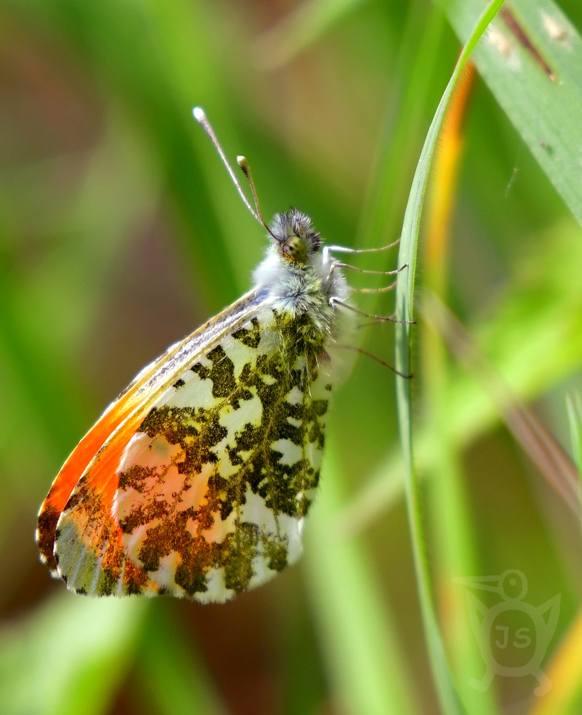 BĚLÁSEK ŘEŘICHOVÝ 1 (Anthocharis cardamines)