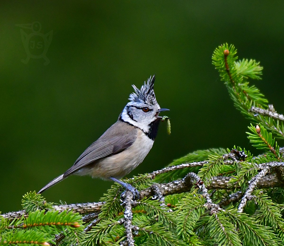 SÝKORA PARUKÁŘKA 3 (Lophophanes cristatus)