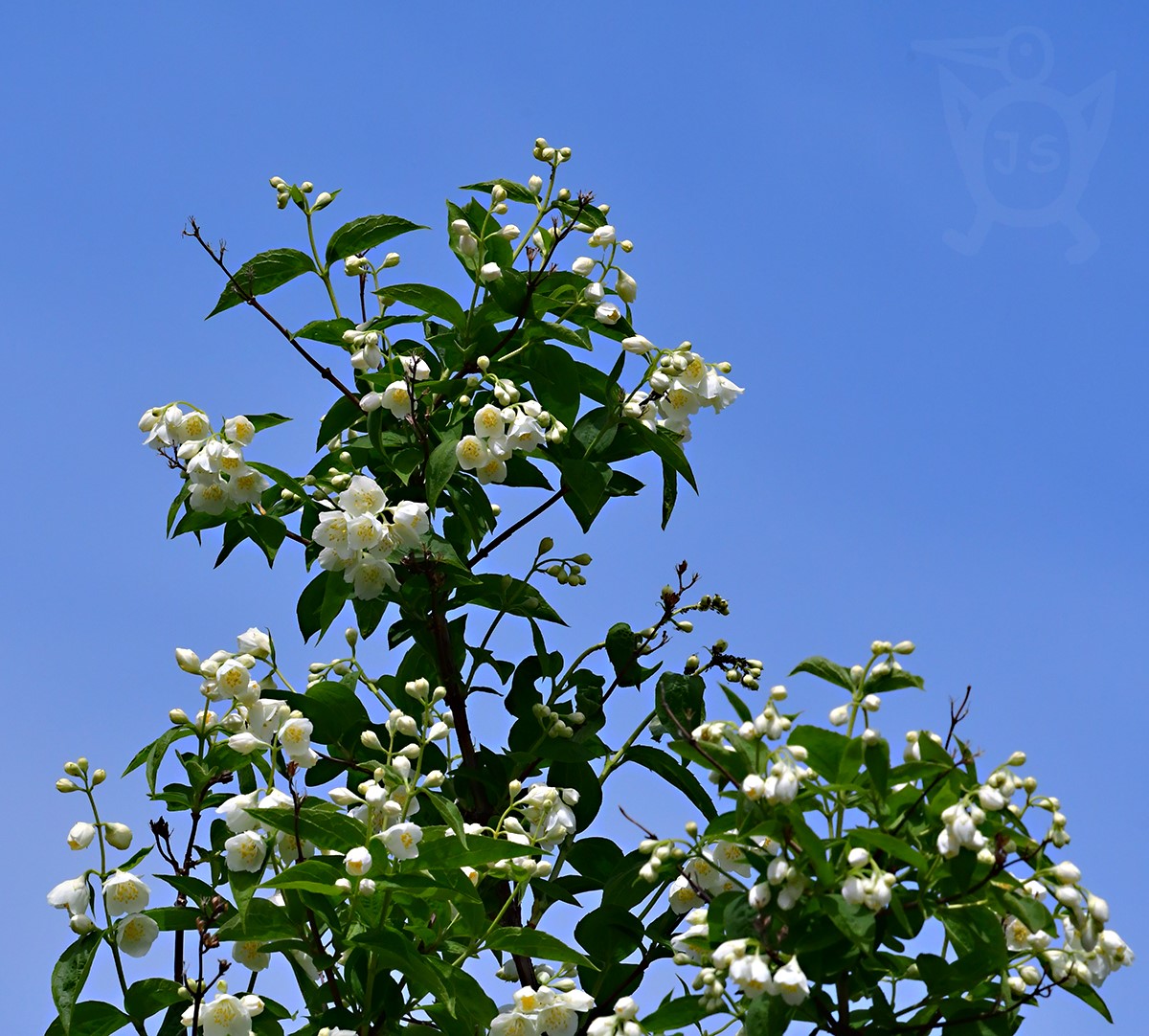 PUSTORYL VĚNCOVÝ 1 (Philadelphus coronarius)