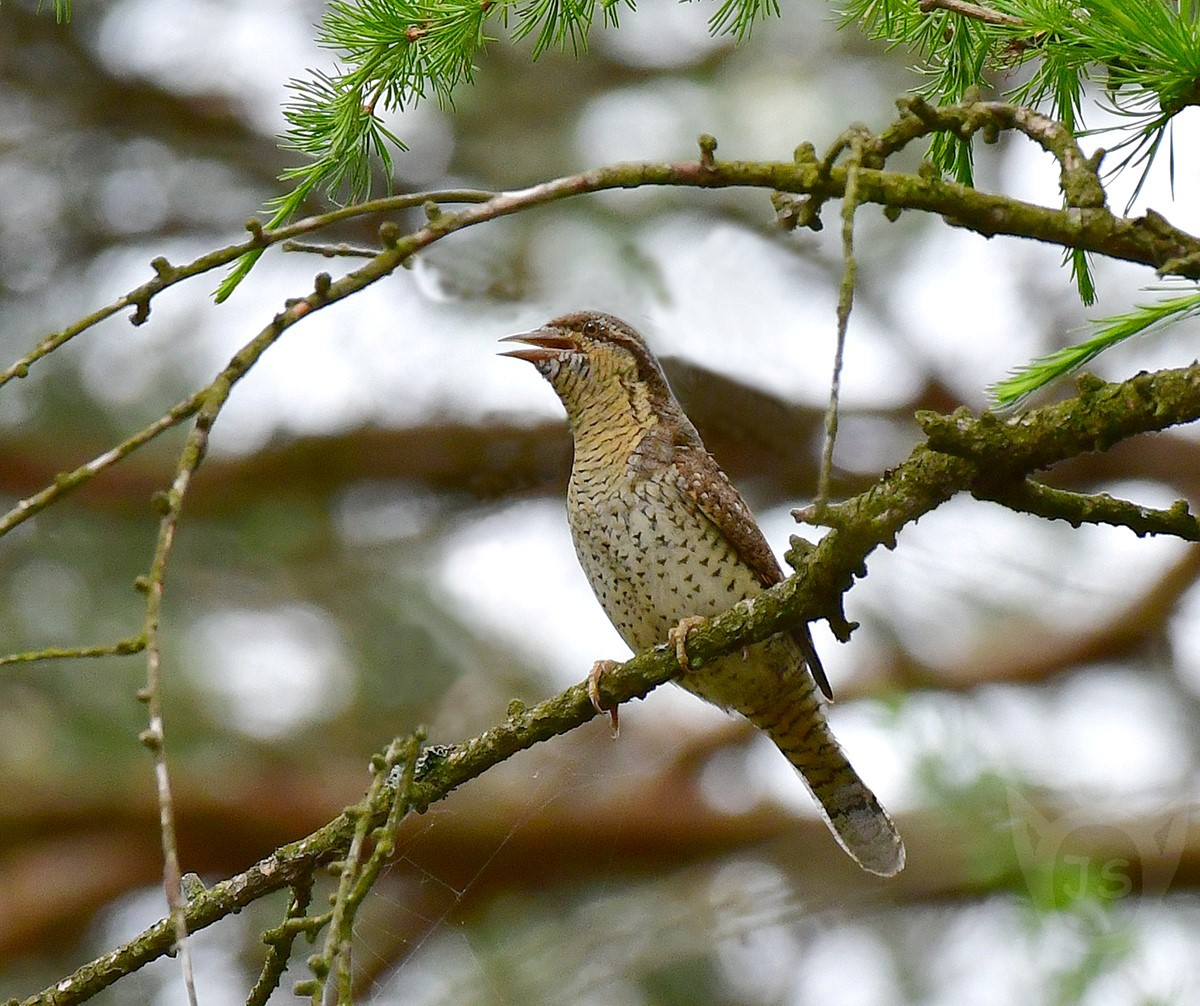 KRUTIHLAV OBECNÝ 2 (Jynx torquilla)