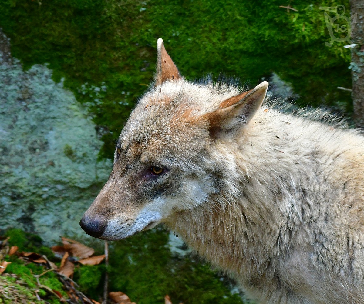 VLK OBECNÝ 1 (Canis lupus)