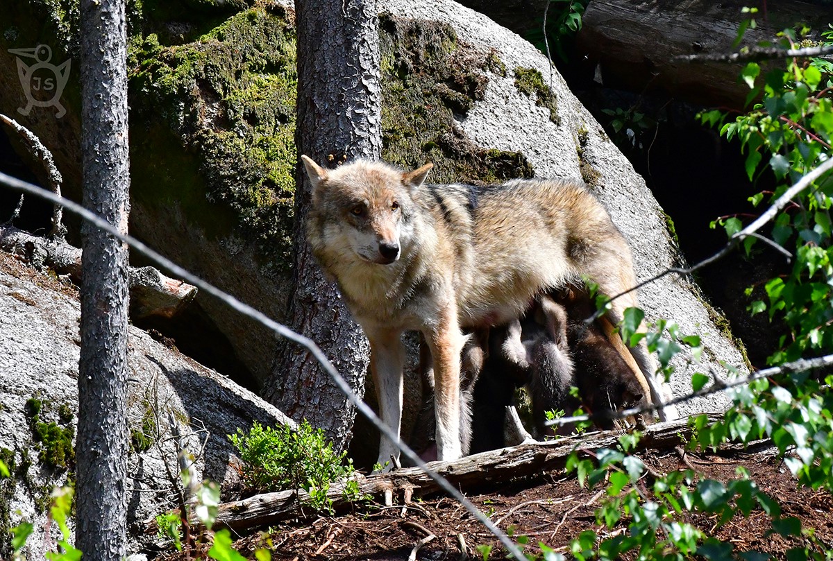 VLK OBECNÝ 2 (Canis lupus)