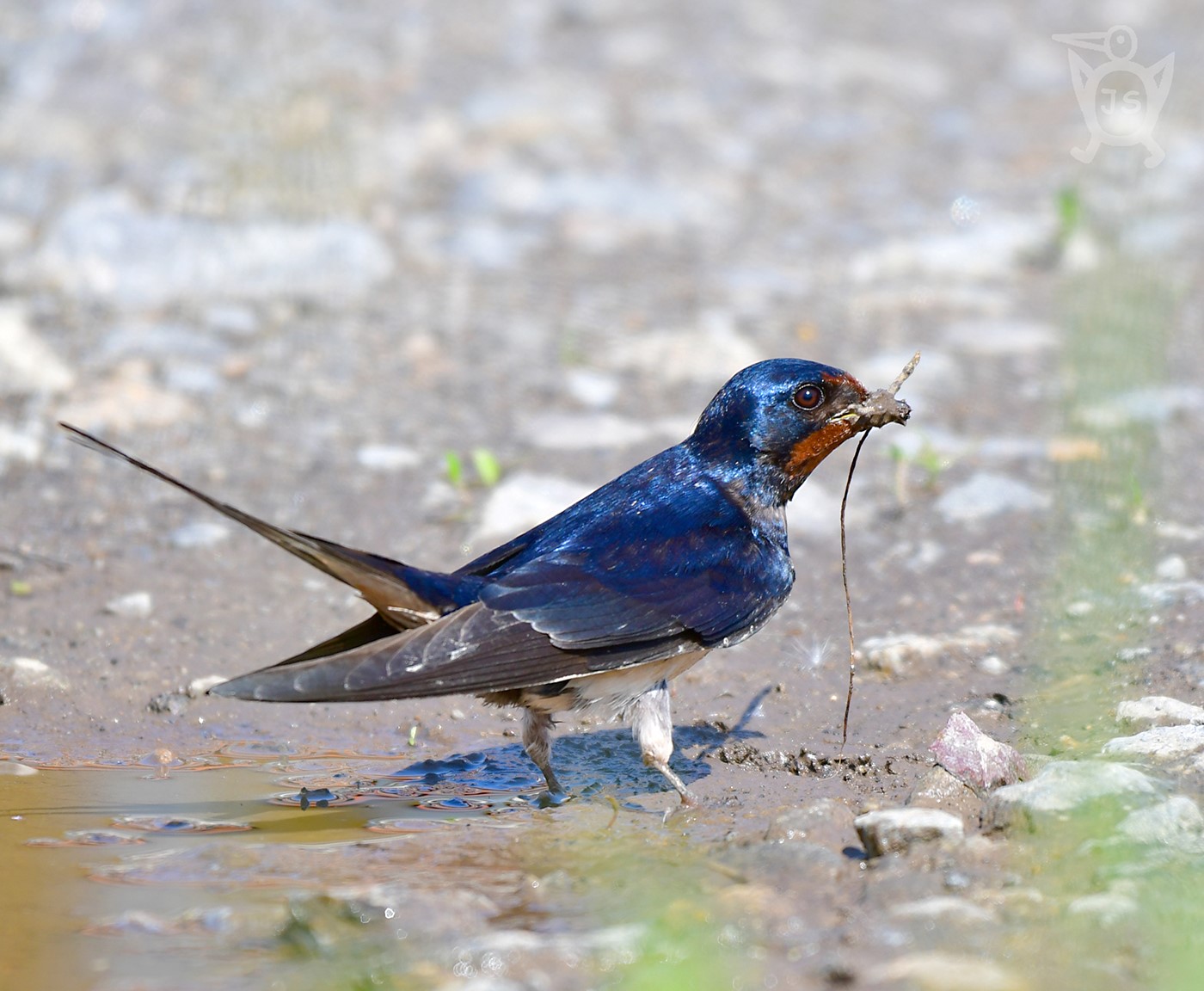 VLAŠTOVKA OBECNÁ 4 (Hirundo rustica)